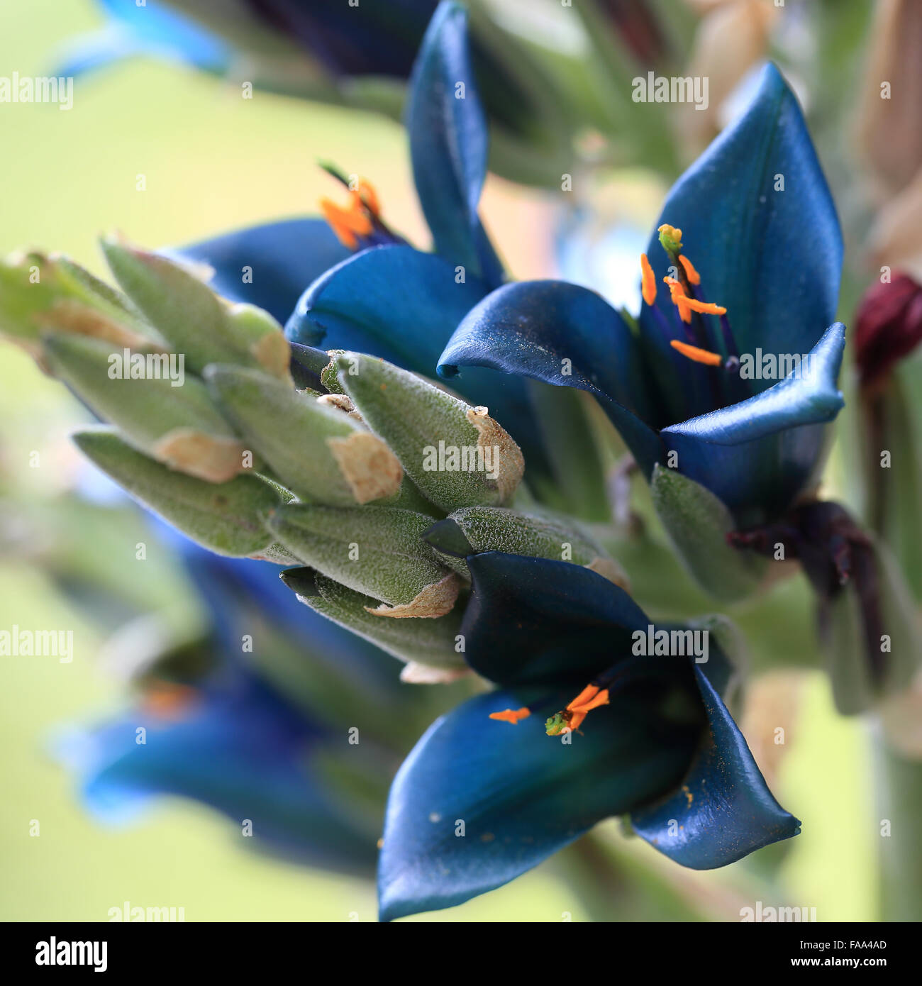 Puya alpestris flowering in the Morrab Gardens, it is a bromeliad native to the Chilean Andes. Stock Photo