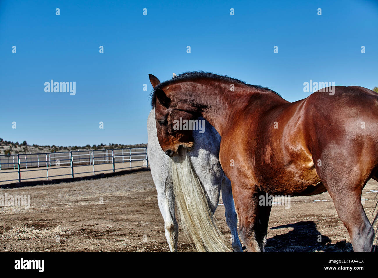 Bay colored horse biting the tail of a white horse Stock Photo Alamy