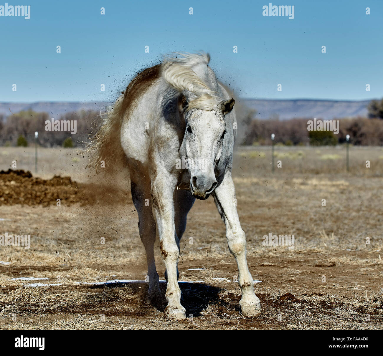 Arabian horse rolling hires stock photography and images Alamy