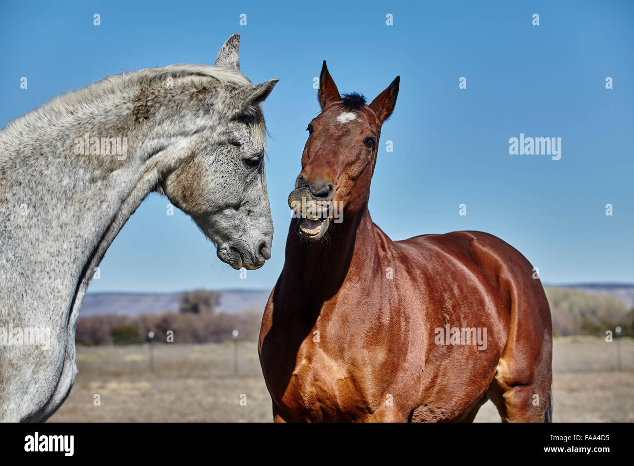 Gray colored horse and bay colored horse playing with teeth showing ...