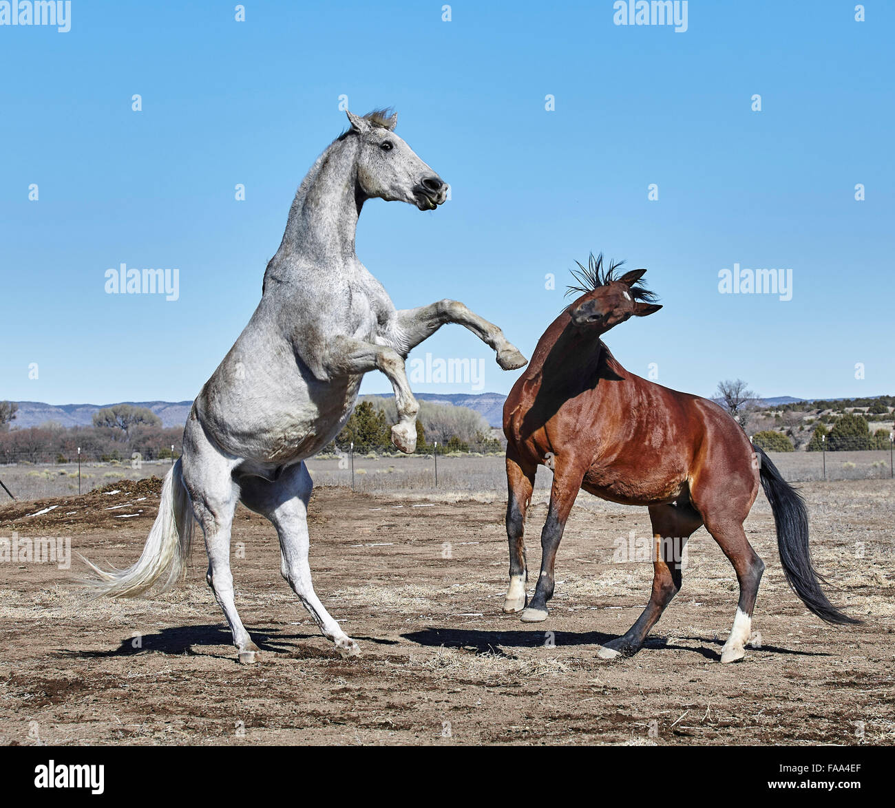 Rearing andalusian horse hi-res stock photography and images - Alamy