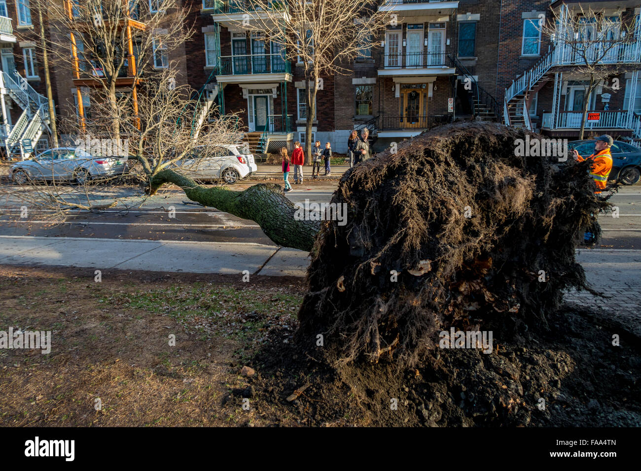 Montreal, Canada. 24th December, 2015. A tree falls across a street on a car as a result of strong winds on Laurier street in Montreal. Credit:  Marc Bruxelle/Alamy Live News Stock Photo