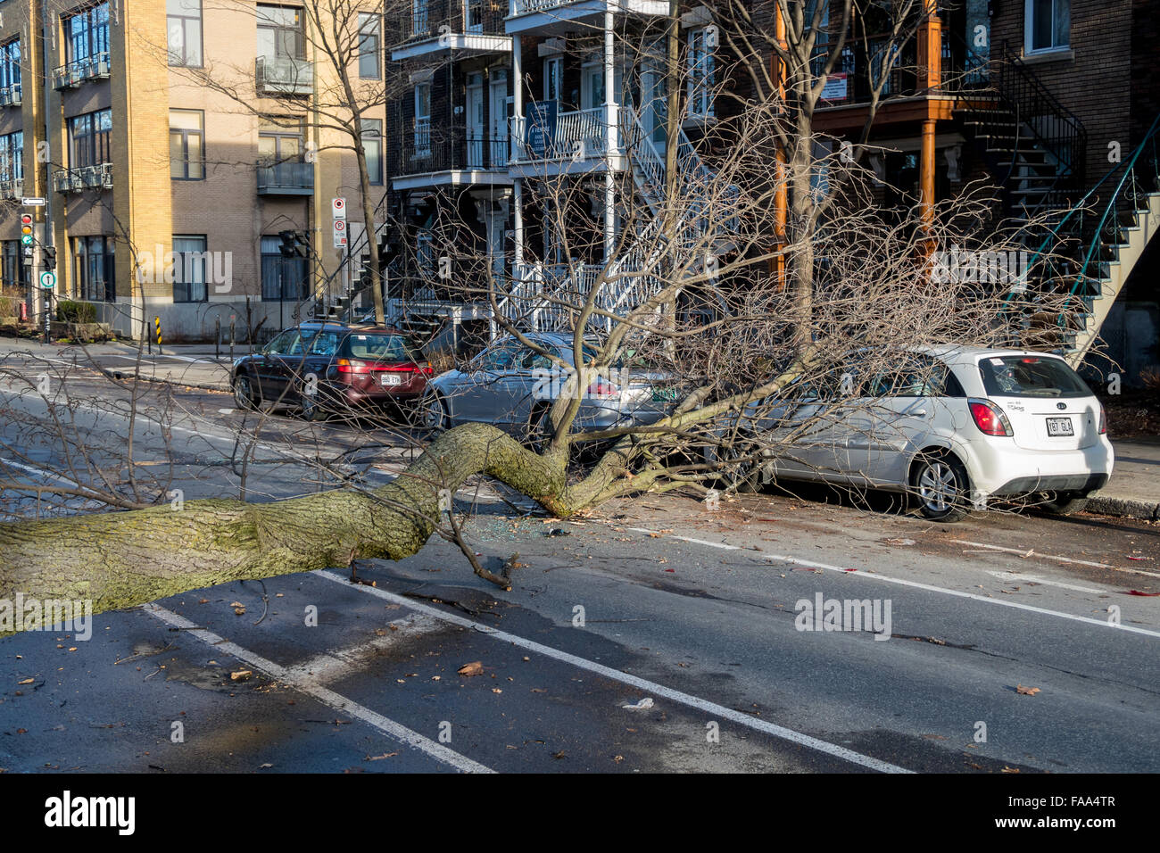 Montreal, Canada. 24th December, 2015. A tree falls across a street on a car as a result of strong winds on Laurier street in Montreal. Credit:  Marc Bruxelle/Alamy Live News Stock Photo