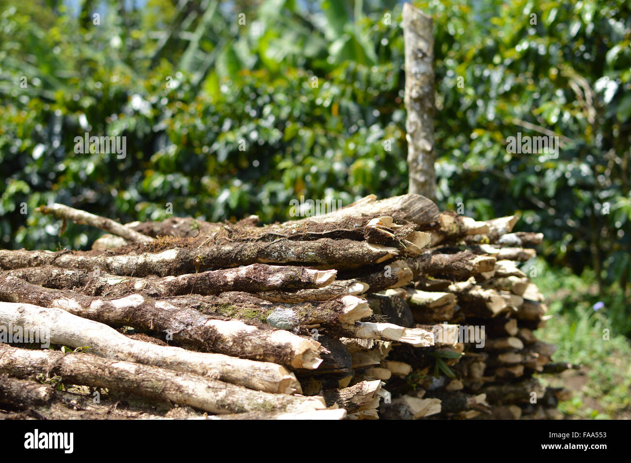 Honduras national tree hi-res stock photography and images - Alamy