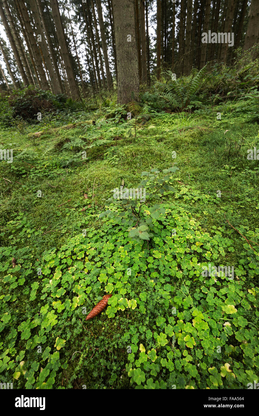 Pine cone on forest floor, Kielder, Northumberland, England, UK Stock Photo