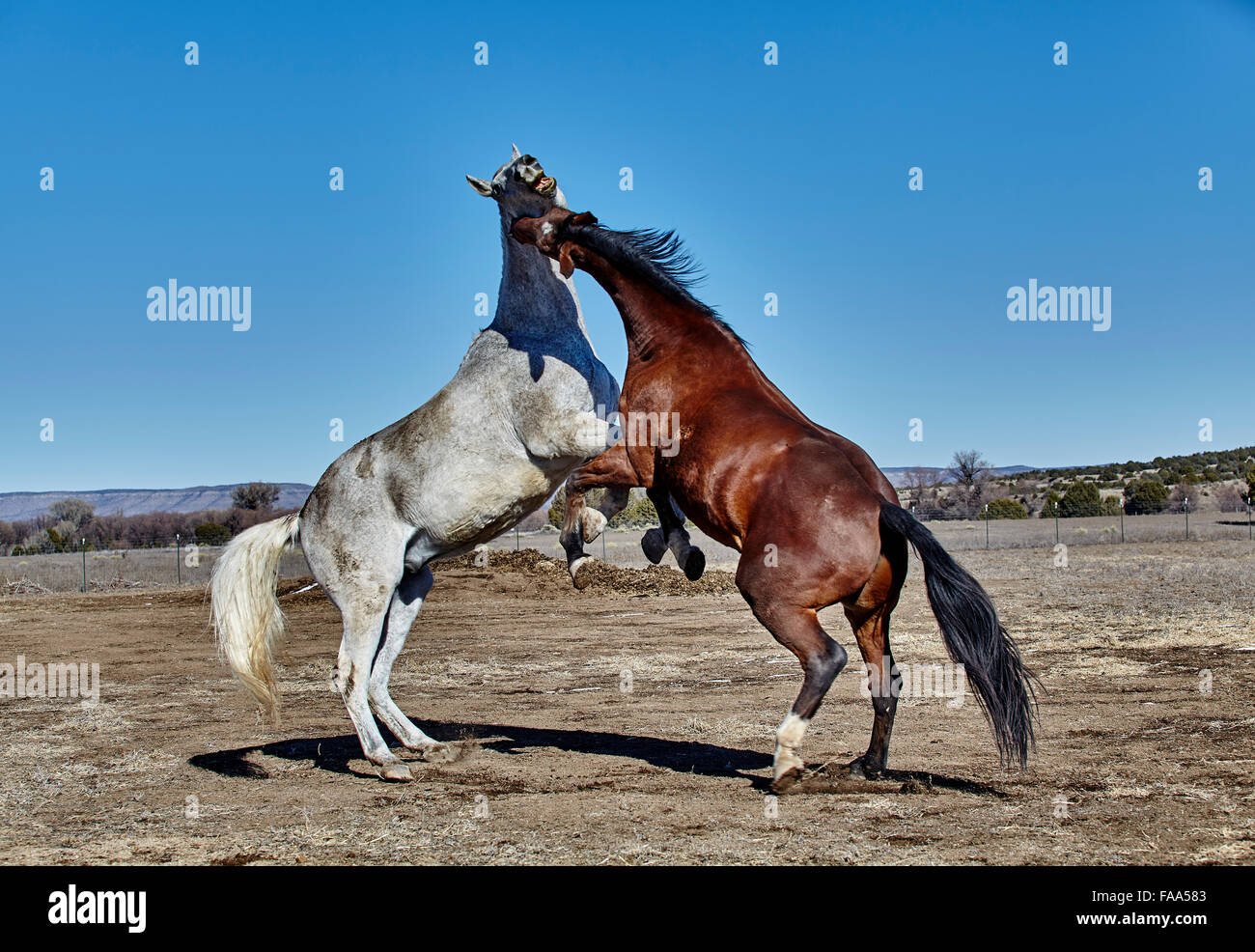 Gray horse and Brown horse rearing up in a fighting position Stock Photo