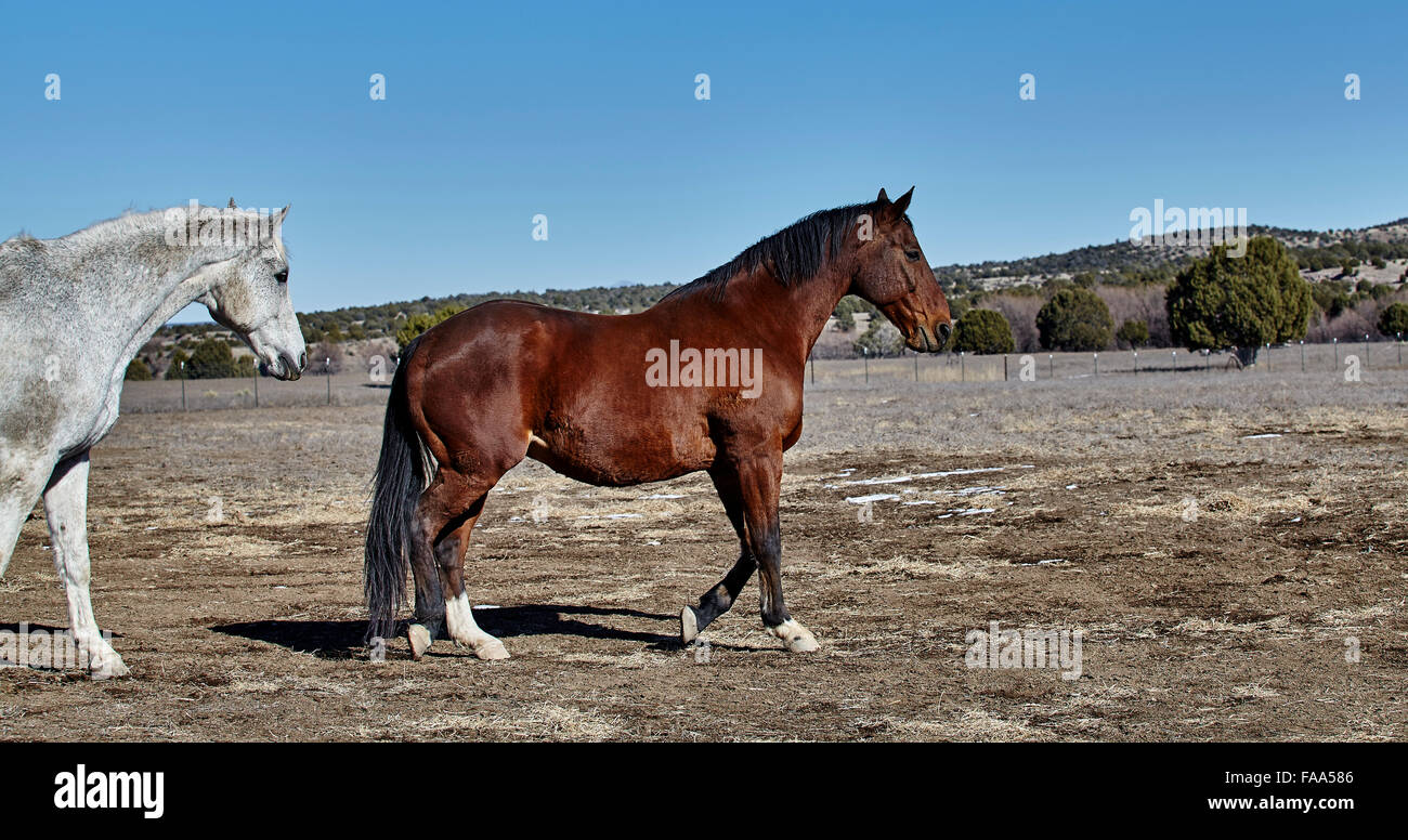 Rearing andalusian horse hi-res stock photography and images - Alamy