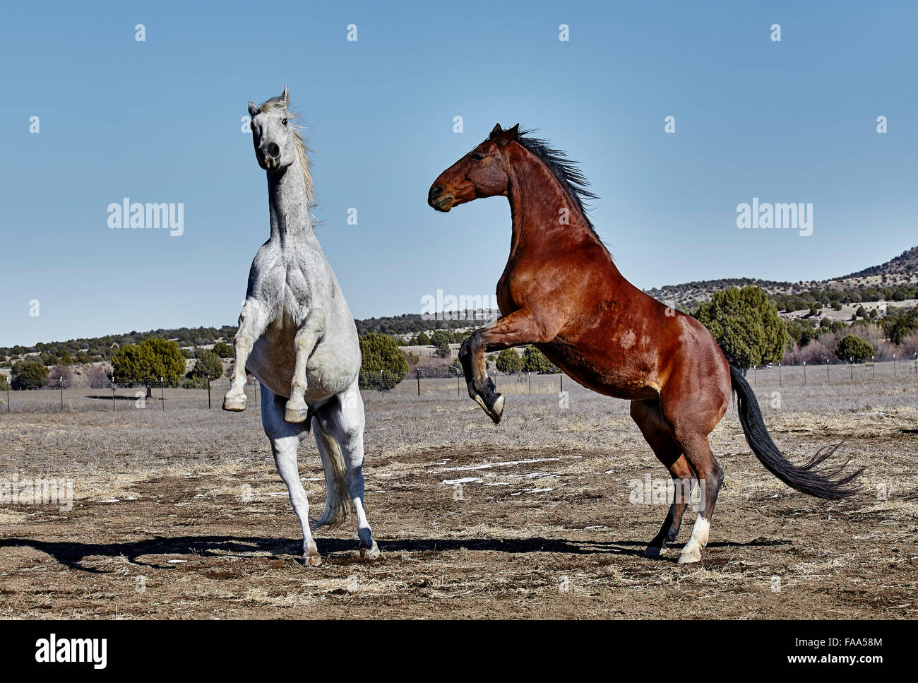 Gray horse and Bay colored horse rearing up on hind legs Stock Photo