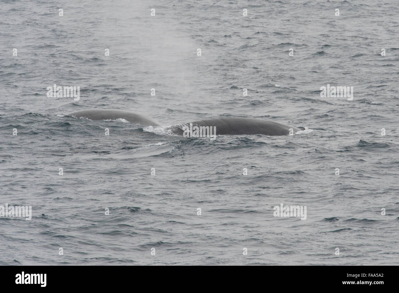 Two Fin Whales, Balaenoptera physalus, surfacing, near South Shetland Islands, Antarctica, Southern Ocean Stock Photo