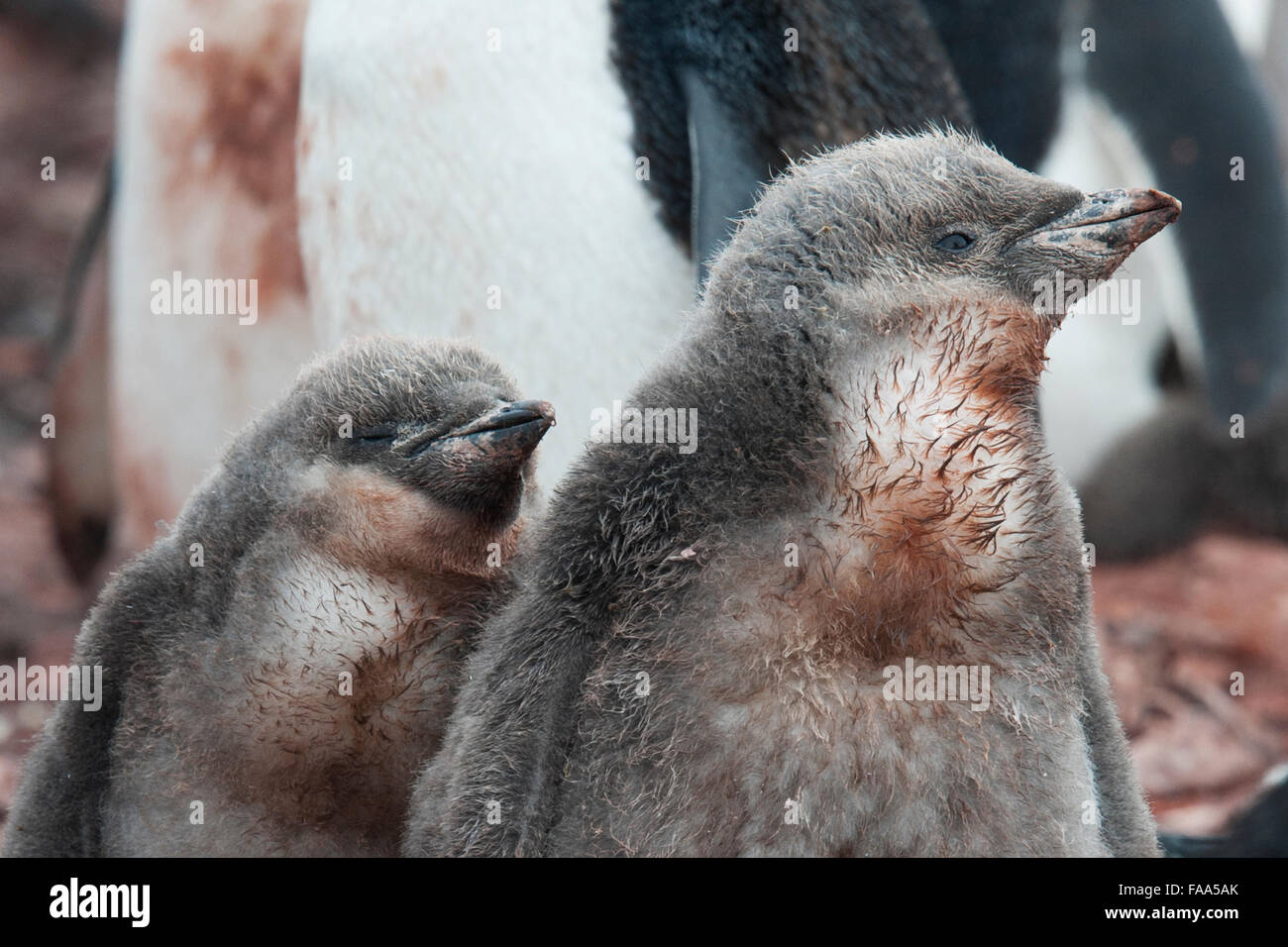 Chinstrap Penguin family with two chicks, (Pygoscelis antarcticus), Hannah Point, Antarctic Peninsula. Stock Photo