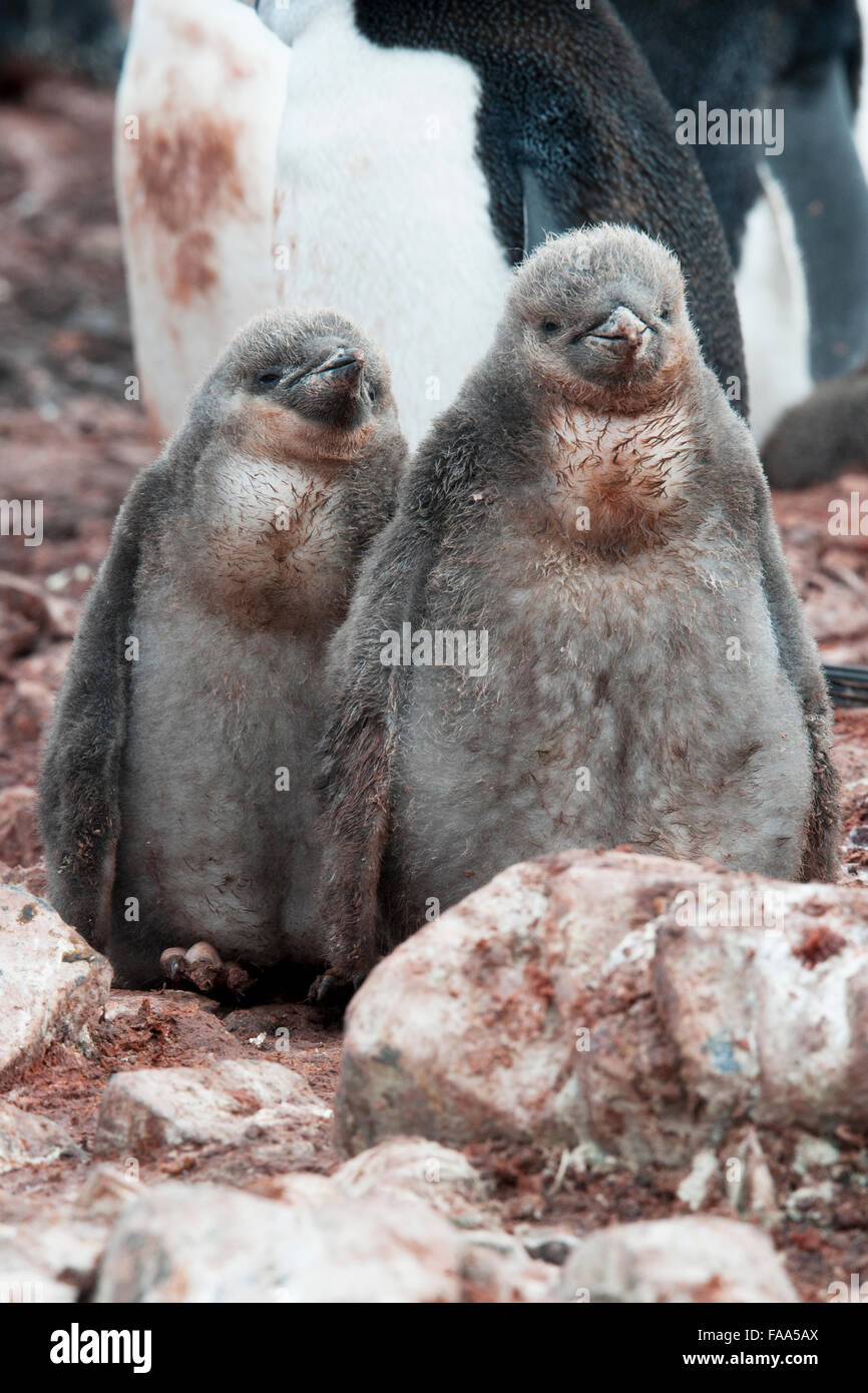 Chinstrap Penguin family with two chicks, (Pygoscelis antarcticus), Hannah Point, Antarctic Peninsula. Stock Photo