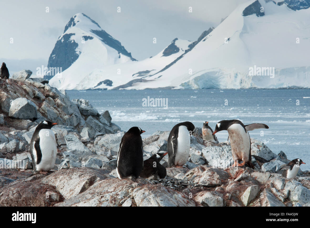 Gentoo penguin colony with chicks Pygoscelis papua Pleneau Island, Antarctic Peninsula. Stock Photo