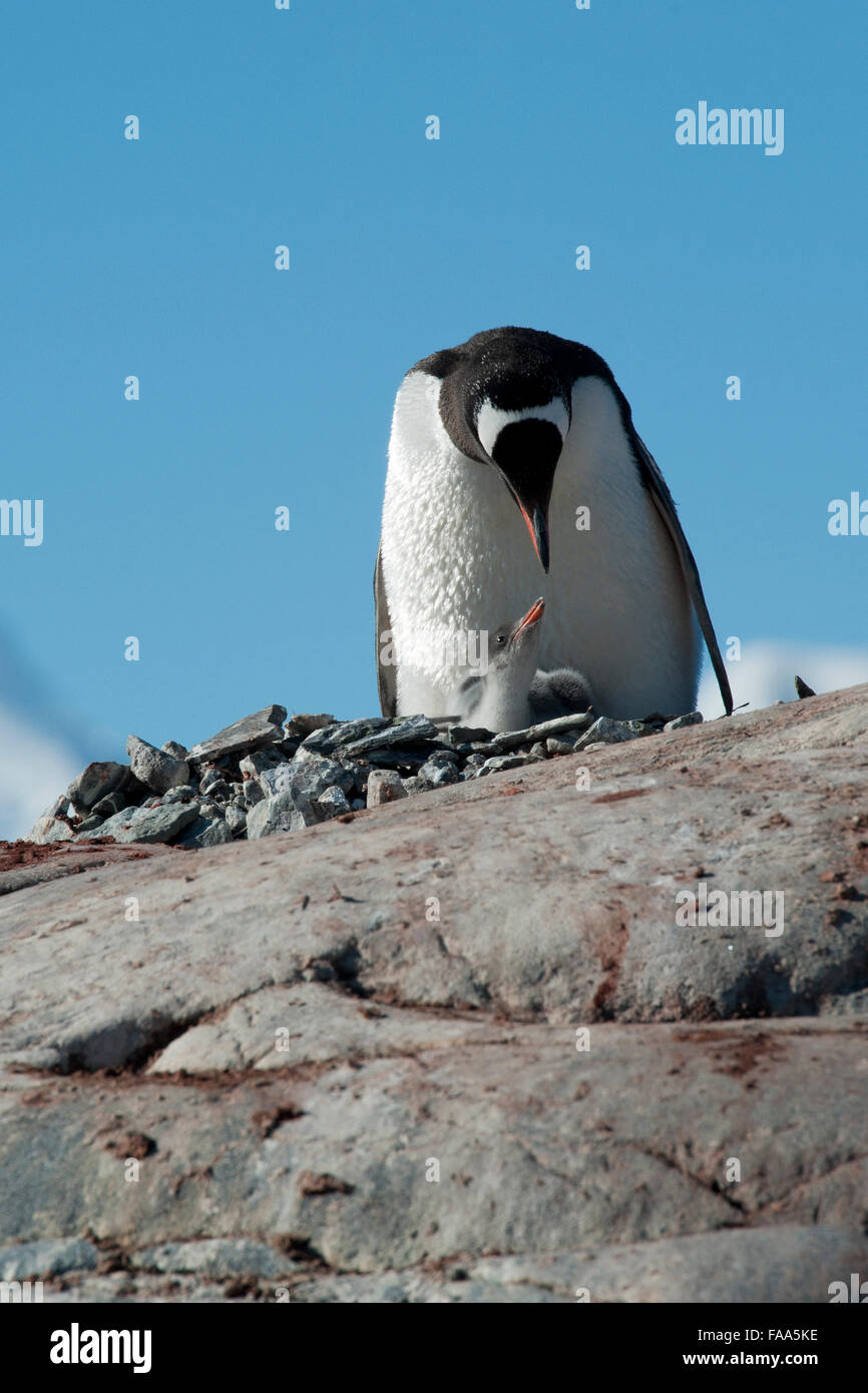 Gentoo penguin family, Pygoscelis papua. Pleneau Island, Antarctic