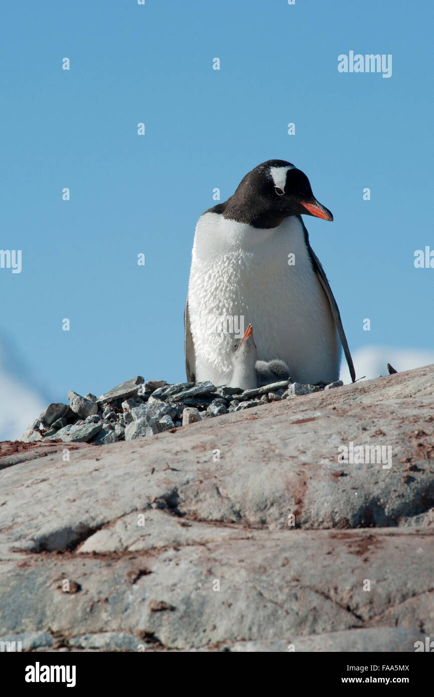 Gentoo penguin family, Pygoscelis papua. Pleneau Island, Antarctic Peninsula. Stock Photo