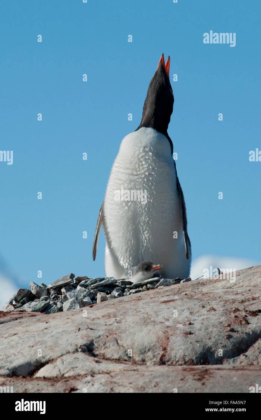 Gentoo penguin family, Pygoscelis papua. Pleneau Island, Antarctic Peninsula. Stock Photo