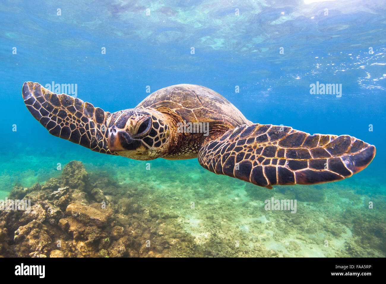 Hawaiian Green Sea Turtle cruising in the warm waters of the Pacific ...