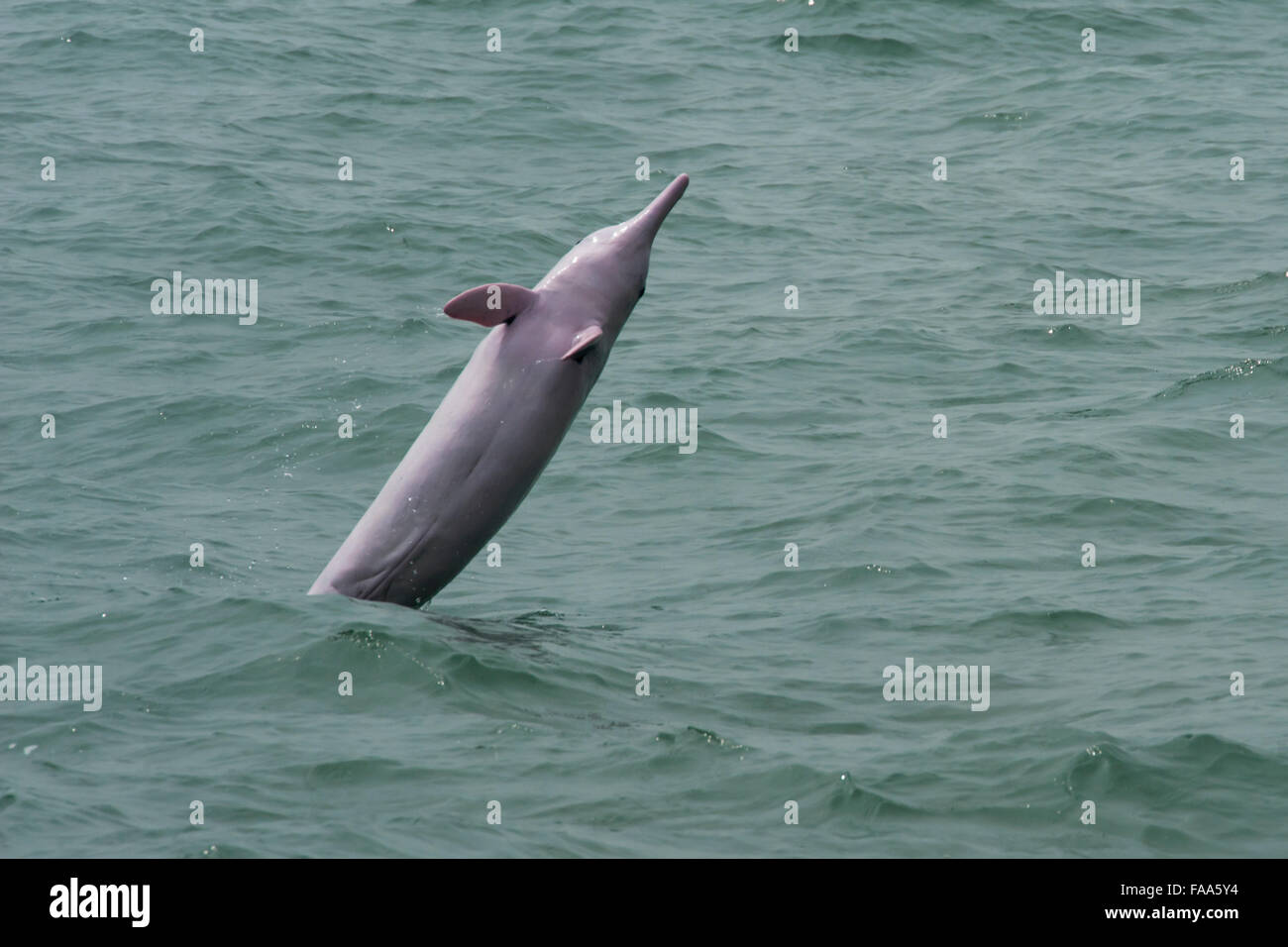 Female Indo-Pacific Humpback Dolphin (Sousa chinensis), breaching. Hong Kong, Pearl River Delta. Stock Photo