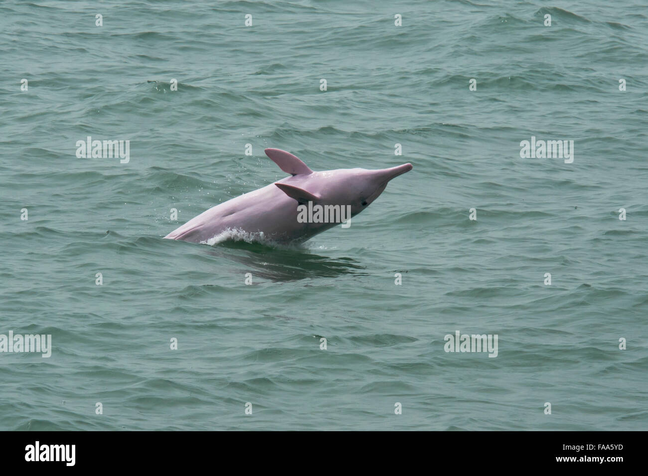 Female Indo-Pacific Humpback Dolphin (Sousa chinensis), breaching. Hong Kong, Pearl River Delta. Stock Photo