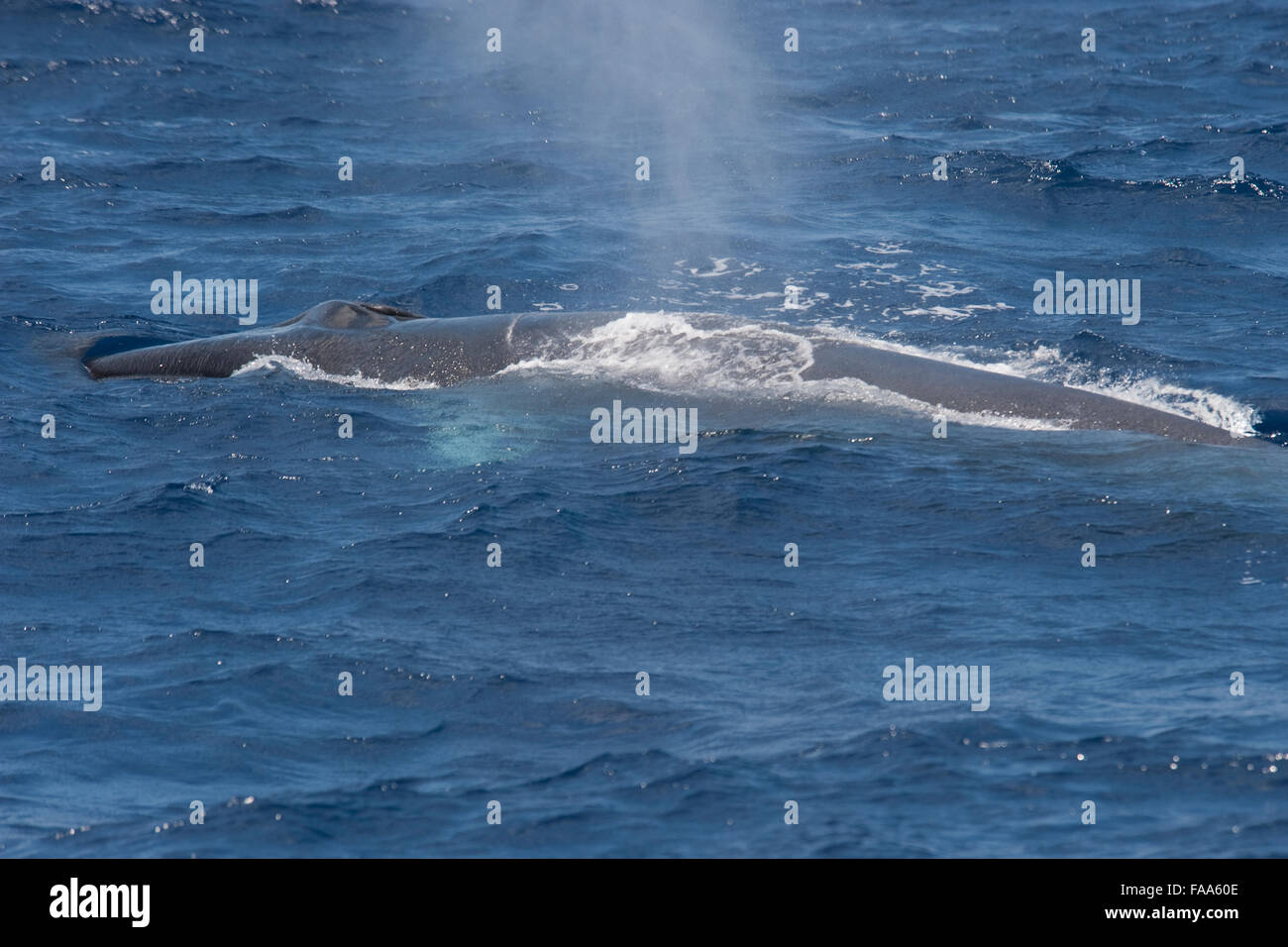 Fin Whale, Balaenoptera physalus, large adult animal surfacing, Azores, Atlantic Ocean Stock Photo