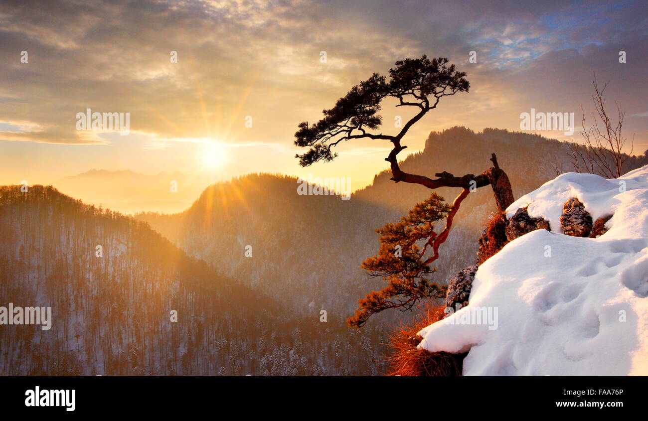 Alone single pine tree at Sokolica cliff Pieniny National Park at sunset, Poland Stock Photo