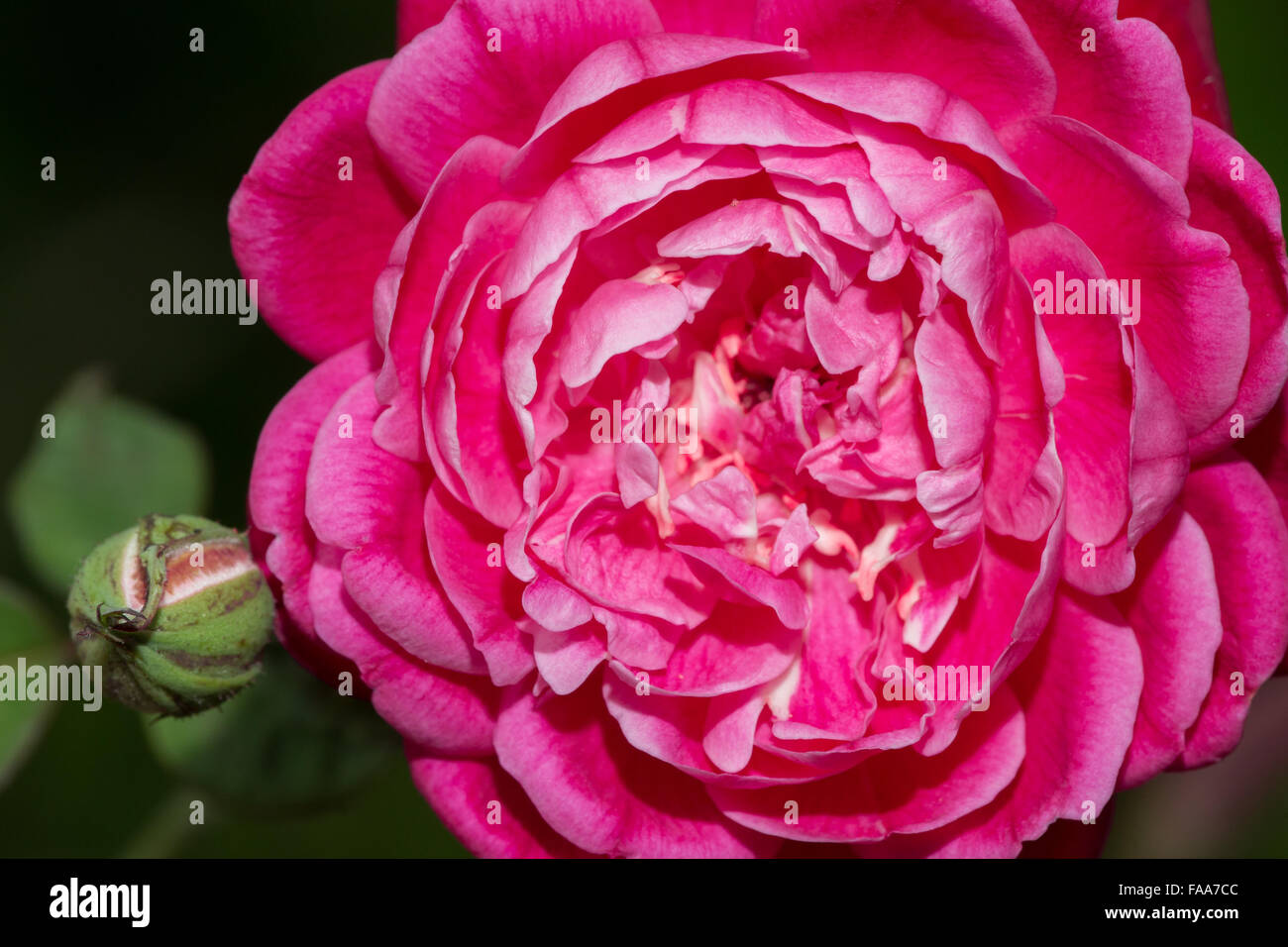 Beautiful Hawaiian Flower Stock Photo Alamy