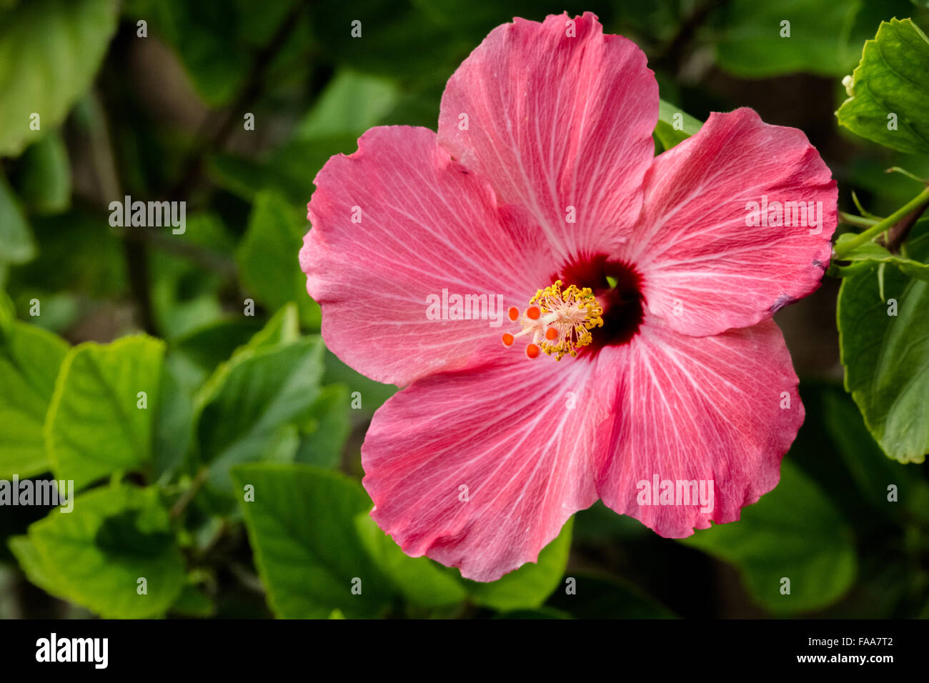 Beautiful Hawaiian Flower Stock Photo Alamy