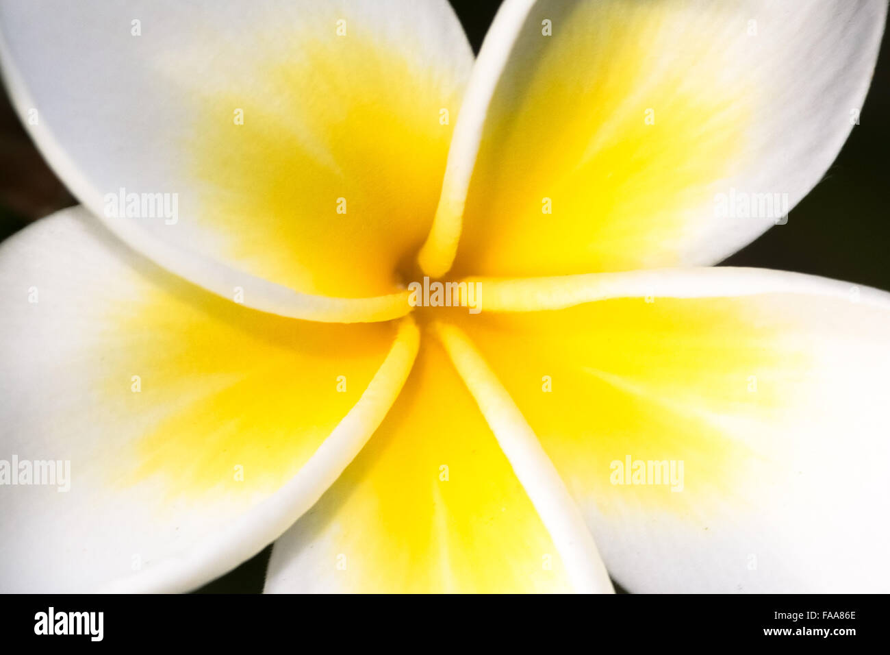 Bouquet of flowers from hawaii hi-res stock photography and images - Alamy