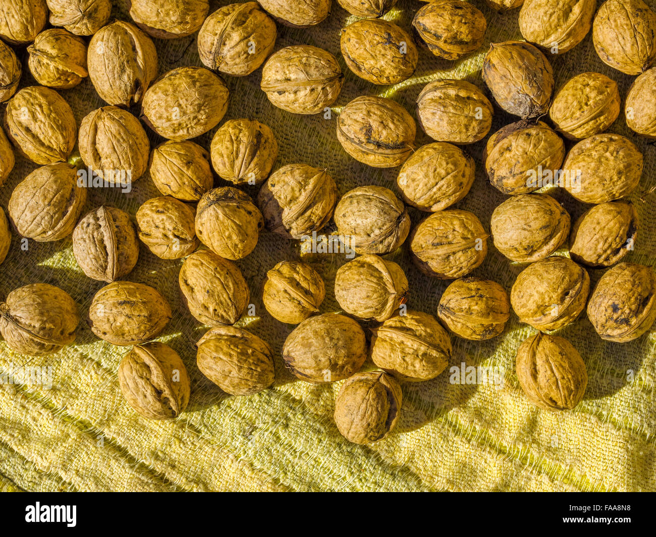 Drying walnuts in Abruzzo, Italy Stock Photo Alamy