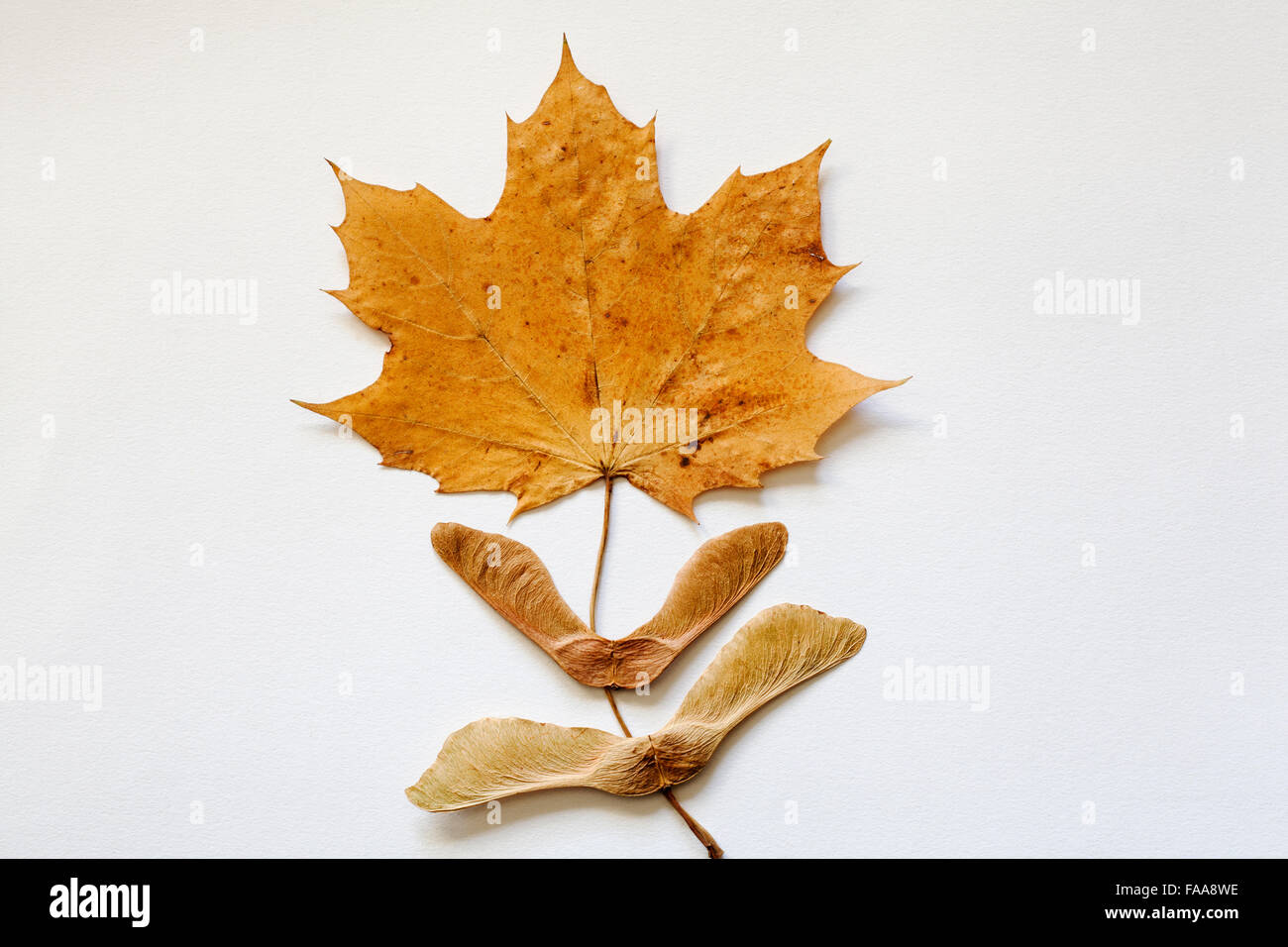 maple leaf bow tie