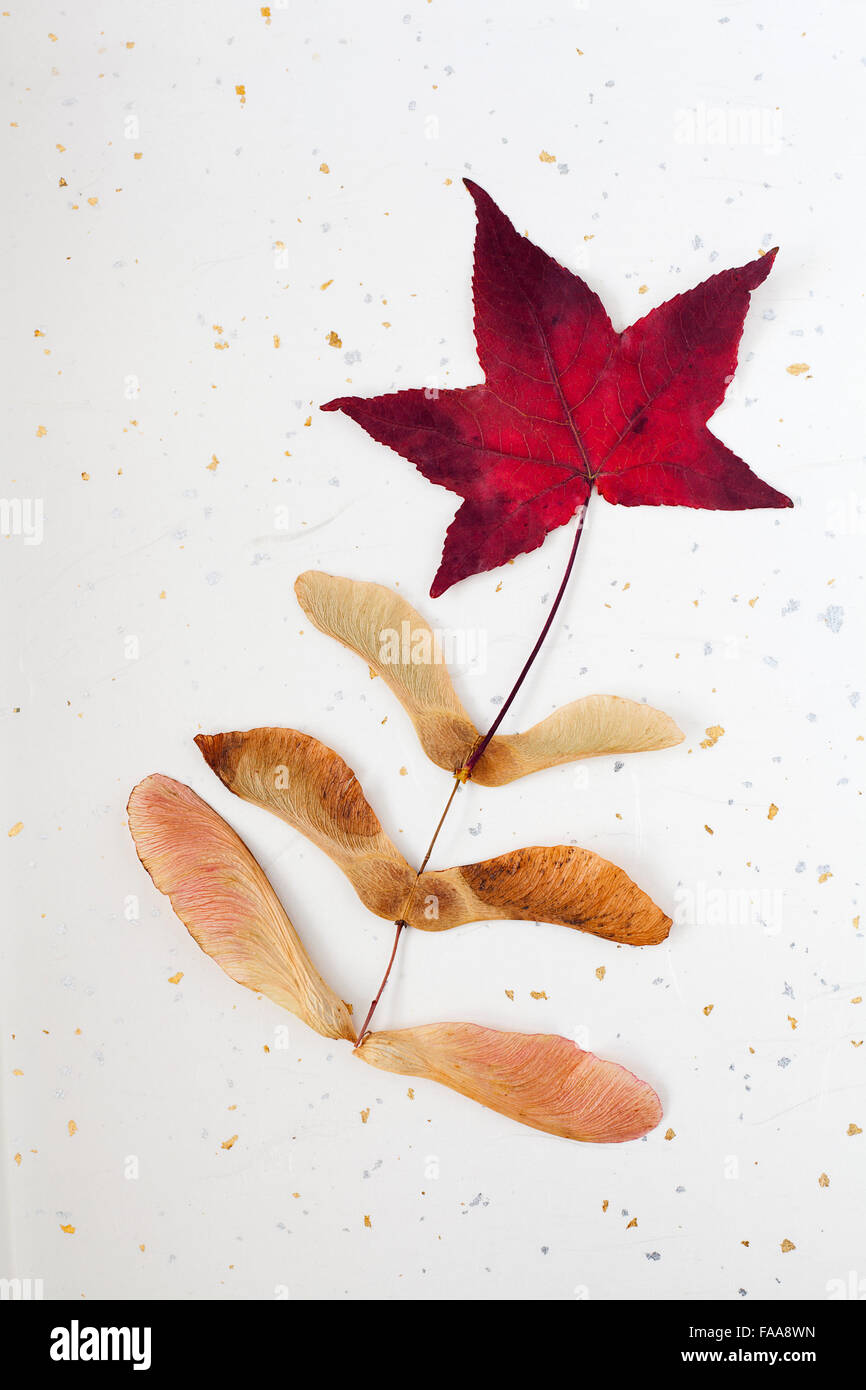 Whimsical arrangement of autumn maple leaf and seeds Stock Photo