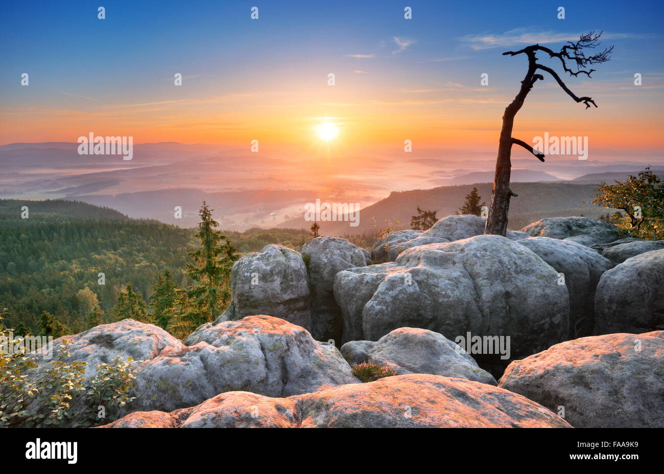 Single alone tree landscape at Sudety Mountains at sunrise, National Park, Poland Stock Photo