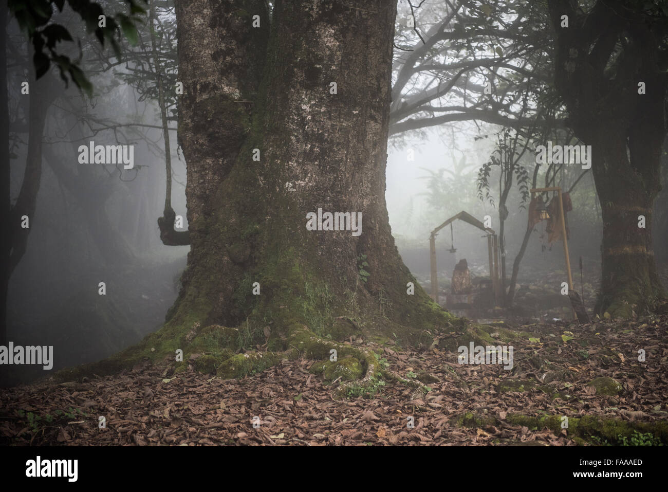 Kerala forest scenery hi-res stock photography and images - Alamy