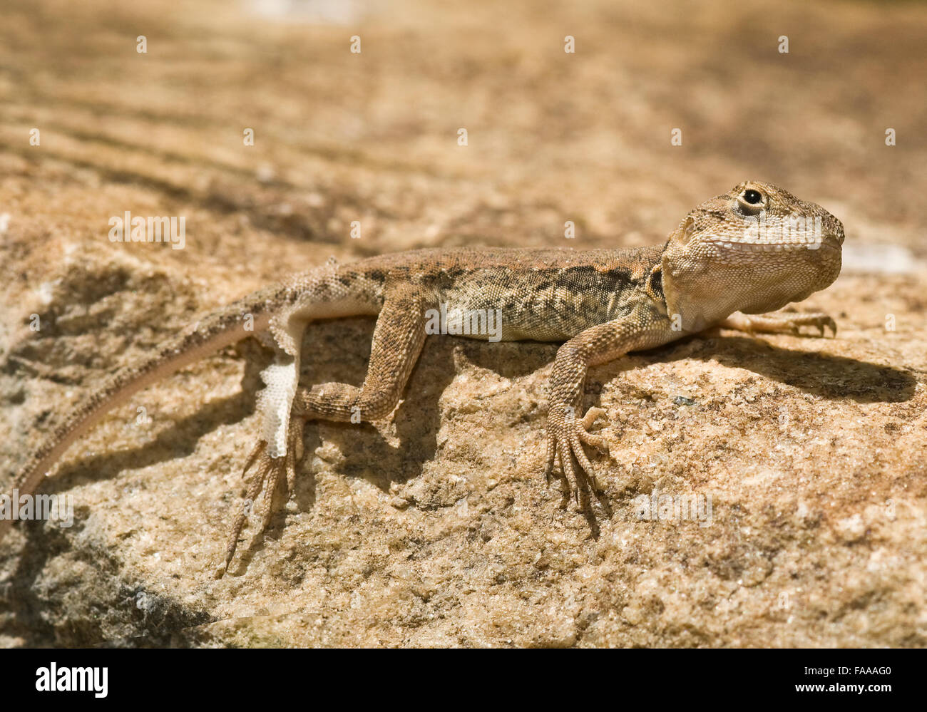 Tawny Dragon ‘ctenophores decresii’, Adelaide Hills, South Australia, Rock Dragon, Australian Dragon, Australian lizards, , lizards Stock Photo
