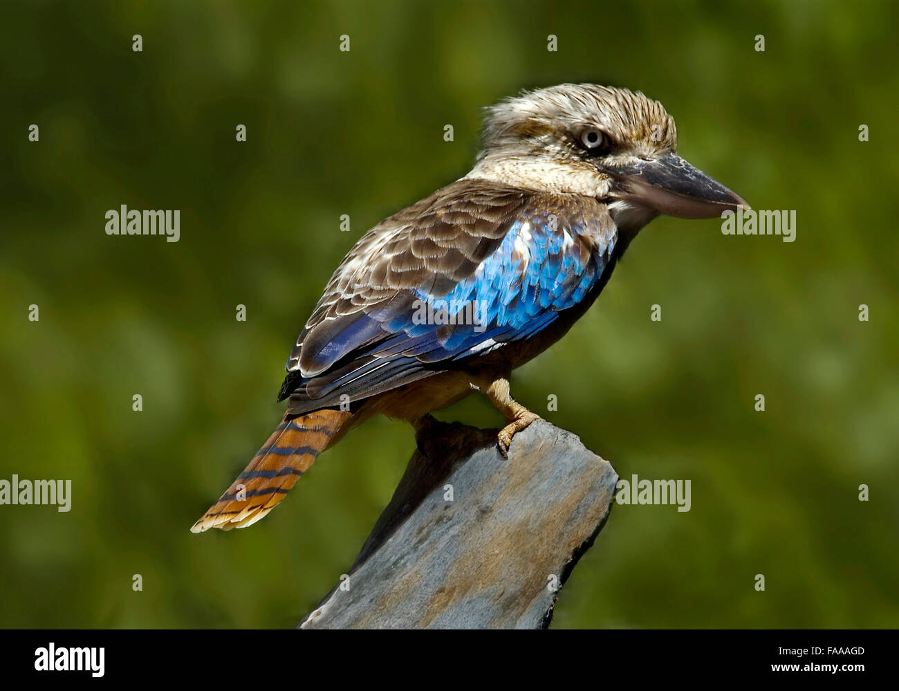 Blue-winged kookaburra ‘dacelo leachii’ Stock Photo
