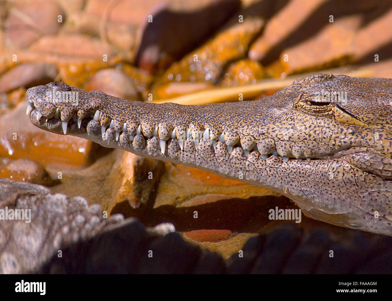 Australian Saltwater Crocodile Stock Photo