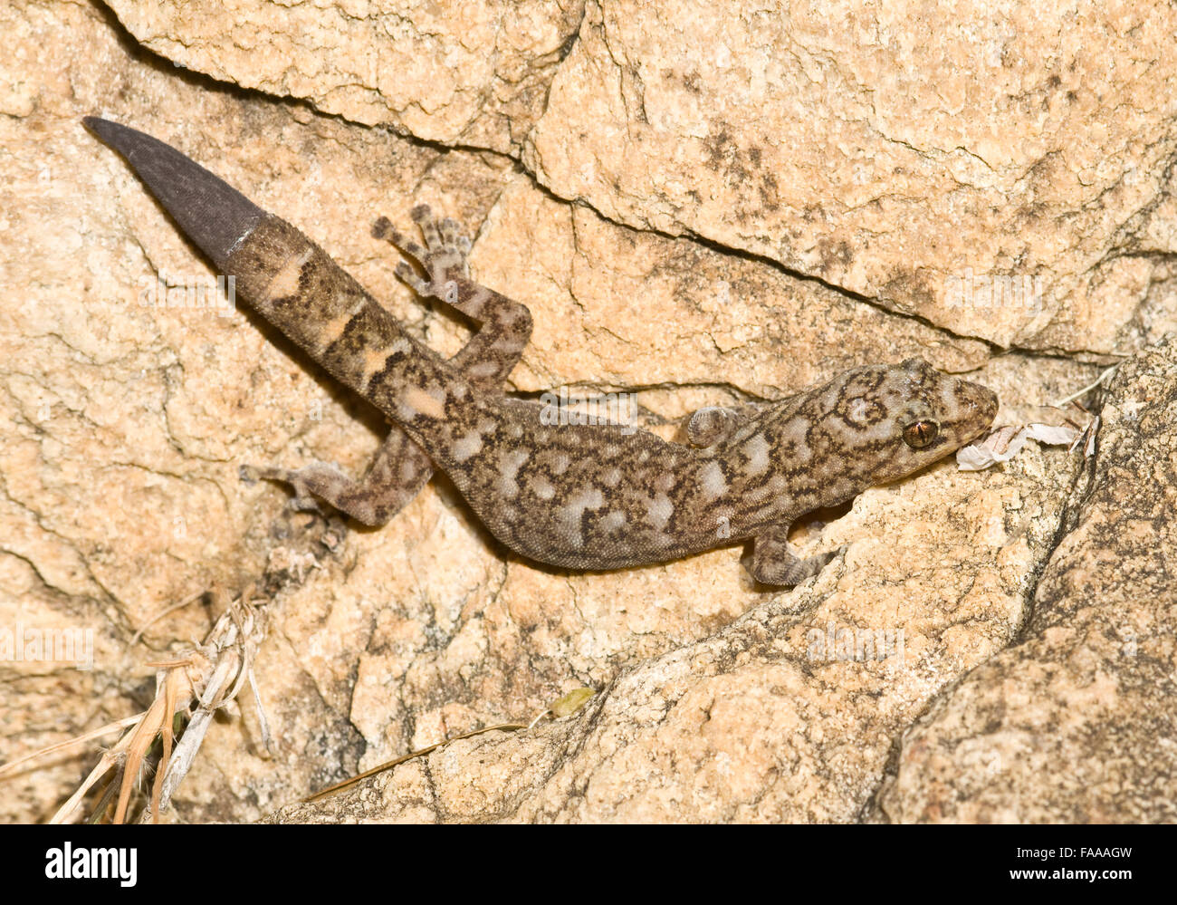 Medium sized Australian Rock gecko basking in the sun - Adelaide Hills, South Australia Stock Photo