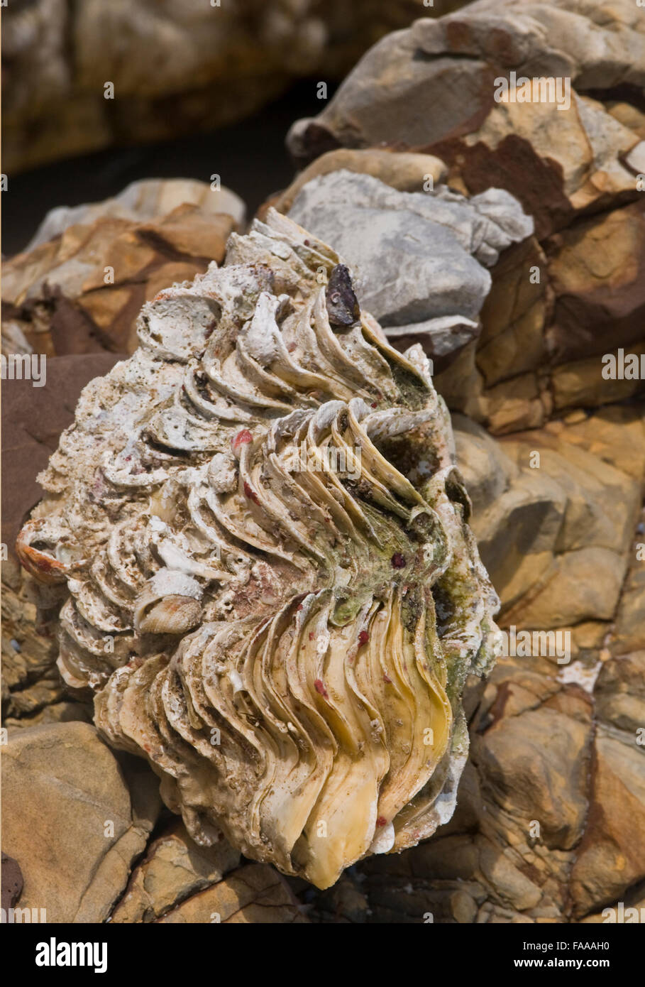 Giant Clam shell on Beach, Southern Thailand Stock Photo