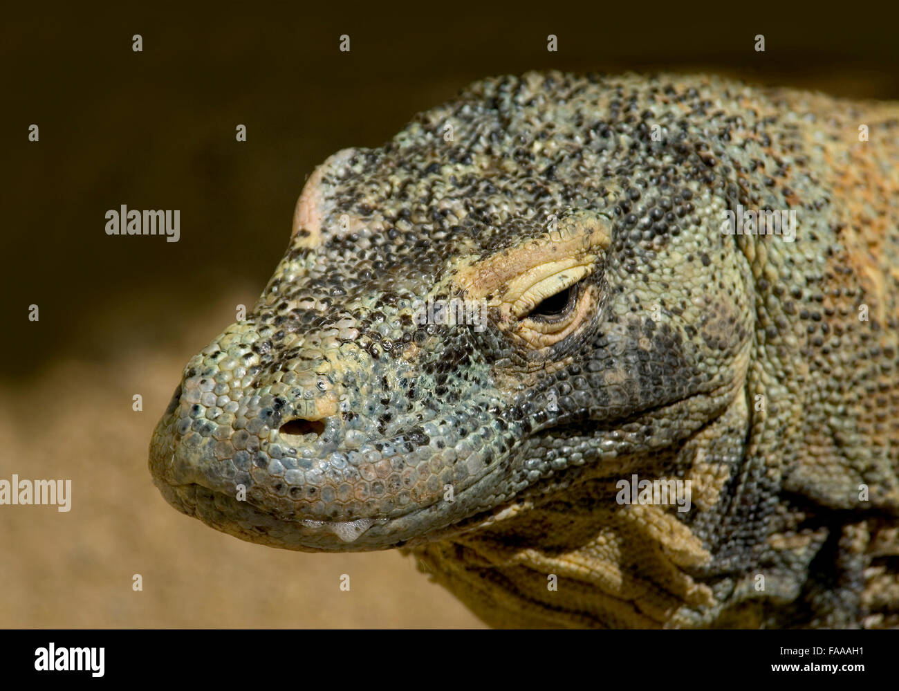 Komodo Dragon Lizard, 'Varanus komodoensis' Stock Photo