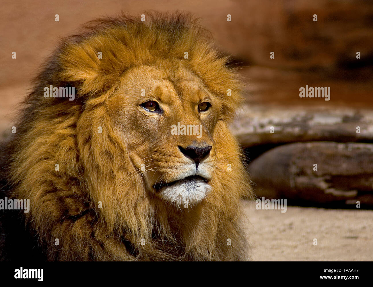 Lion, 'panthers leo' Stock Photo