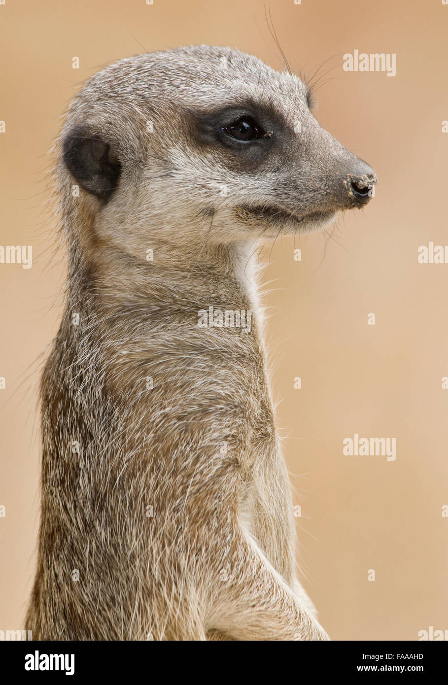 Meerkat close-up Stock Photo