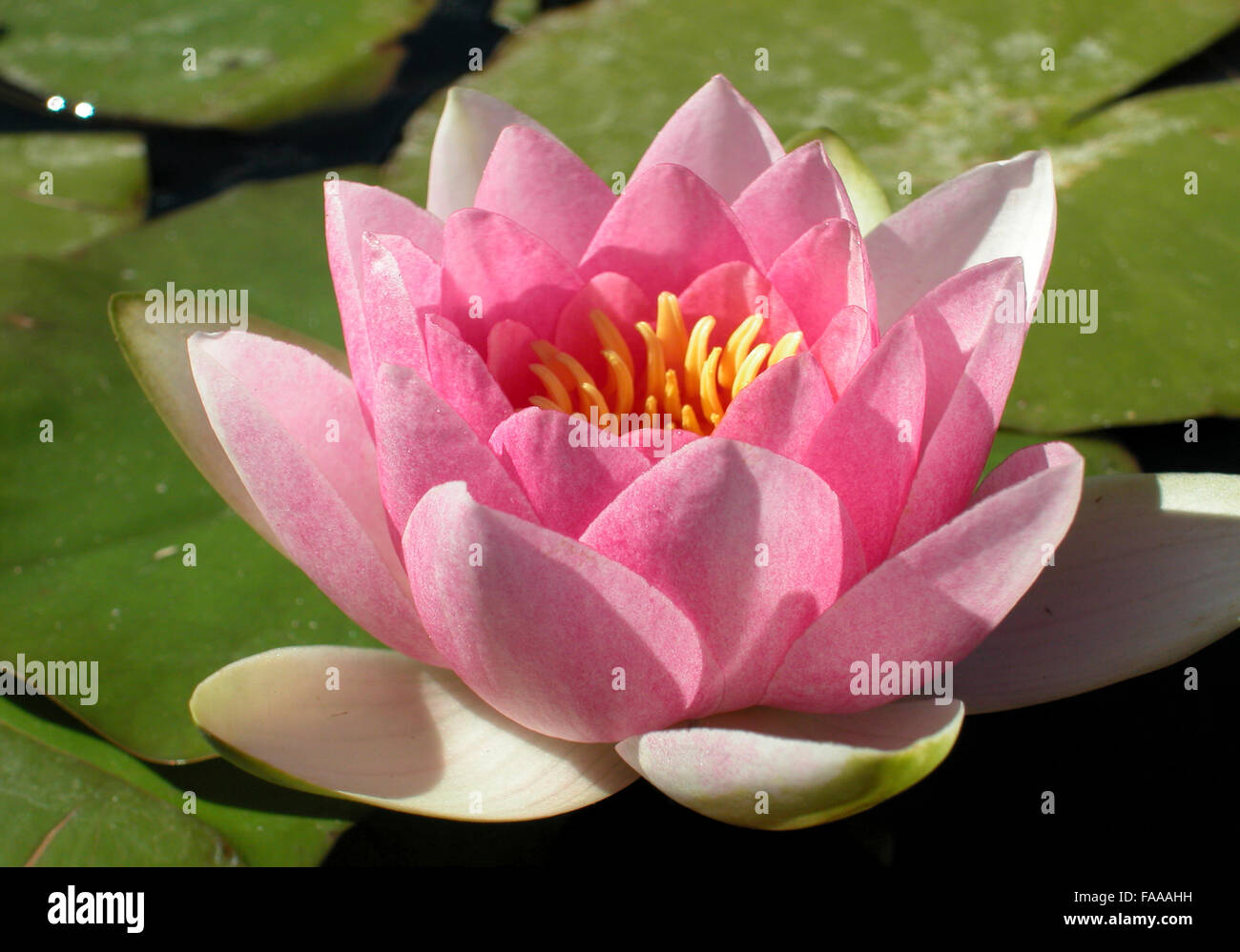 pink water lilly Stock Photo