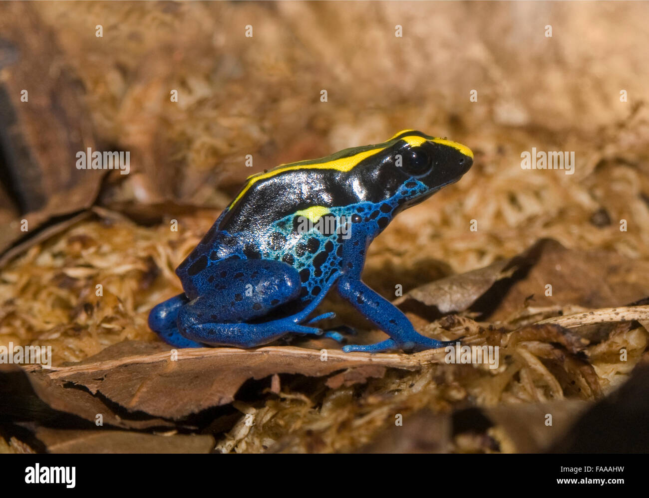 Poison dart frog, Dendrobates tinctorius. A small frog Native to South America. Known for its striking appearance and contrasting colours. Stock Photo