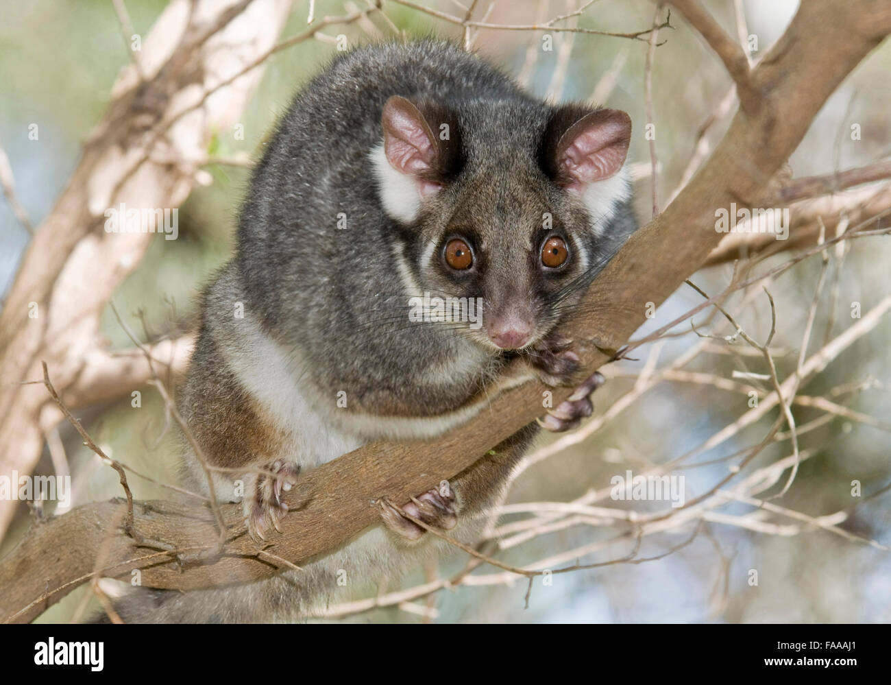 Ringtail Possum, Pseudocheirus peregrinus Stock Photo