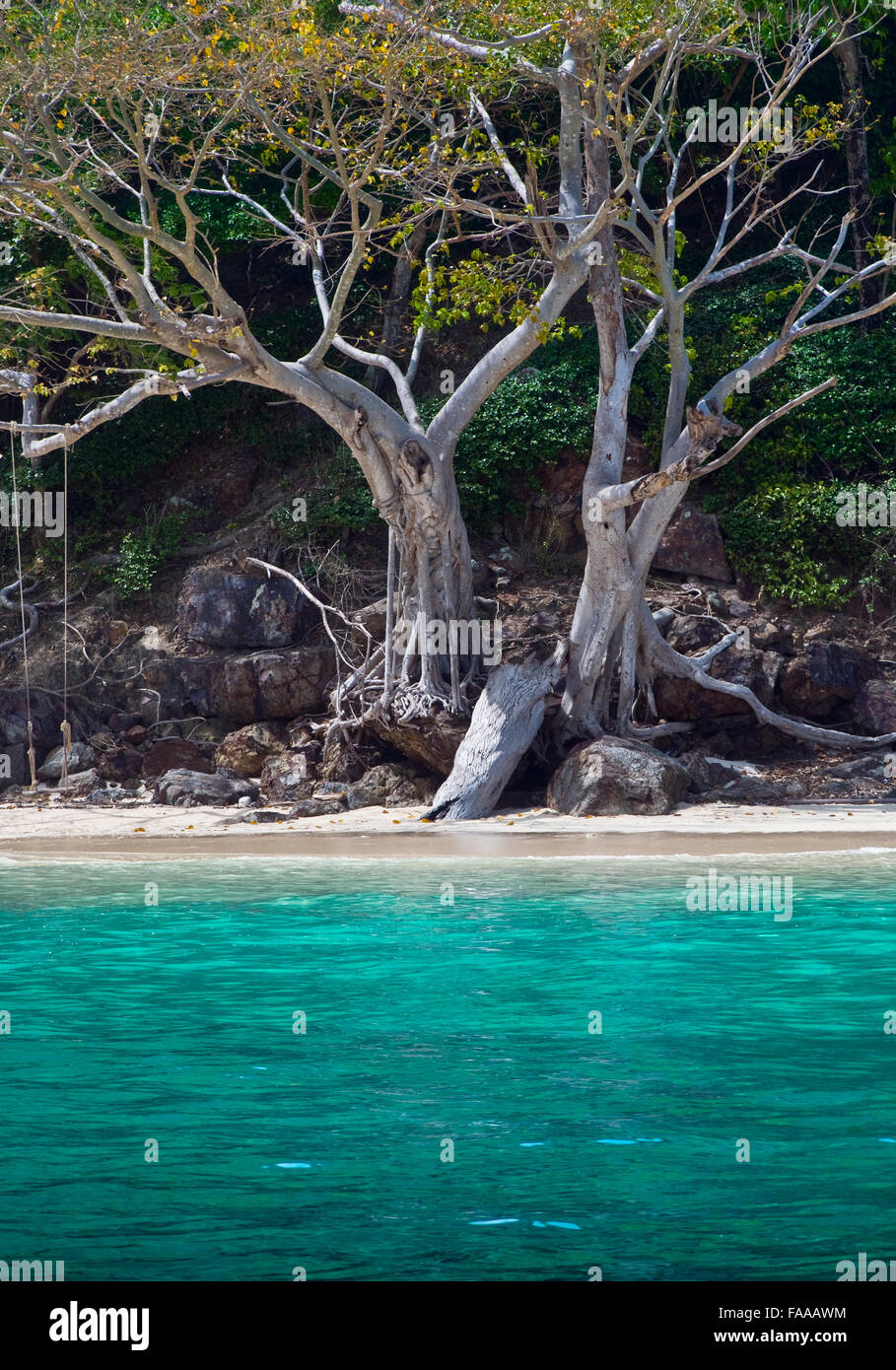 Island Tree Roots, Southern Thailand Stock Photo