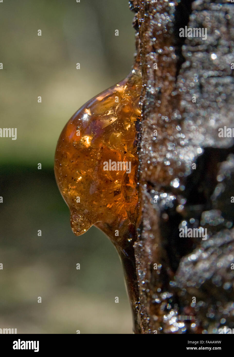 Accacia tree sap in summer Stock Photo