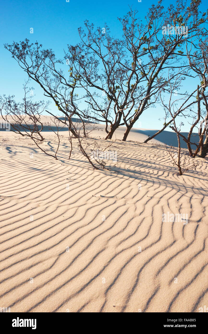Leba - mooving dunes in the Slowinski National Park, Pomerania, Poland Stock Photo
