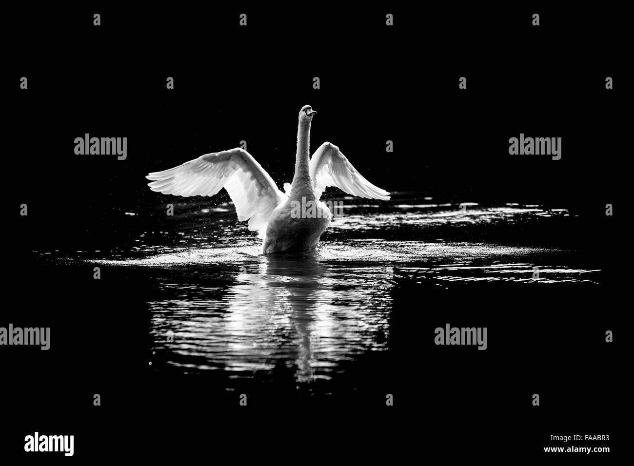 Swan taking off from a lake silhouette Stock Photo
