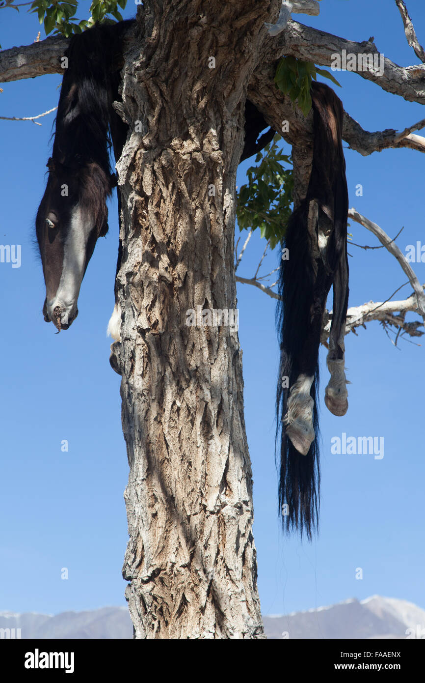 Hide sacrificial horse hanging on the tree Stock Photo Alamy