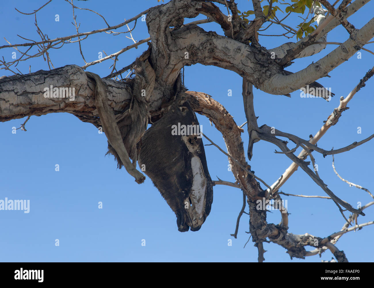 Hide sacrificial horse hanging on the tree Stock Photo Alamy