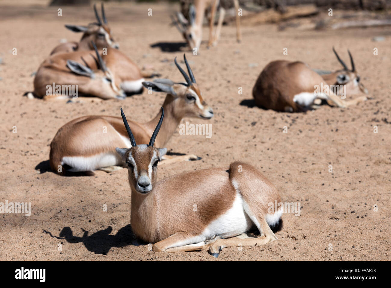 Few dorcas gazelles (Gazella dorcas) on sand Stock Photo